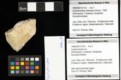 Foto (Objekt + Etiketten) von Cycloprosopon sp. 